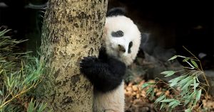 パンダのシャンシャン  幸せいっぱいフォトギャラリー