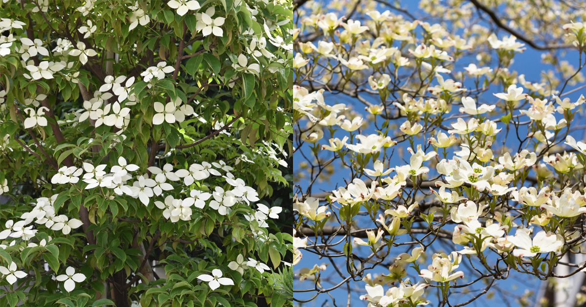 大人検定365 どちらが「ハナミズキ」でどちらが「ヤマボウシ」でしょう？