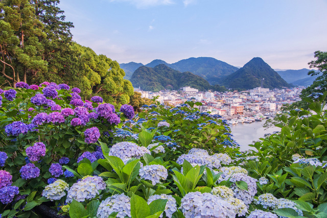 静岡・下田公園で6月に「あじさい祭」！360度アジサイに囲まれる華やか