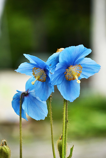 美しすぎる青！北アルプスを望むロックガーデンに咲く 幻の「ヒマラヤ