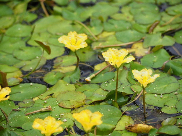 ピンクのハスの花が一面に！ 小船で行く夢のような夏旅へ。宮城・伊豆