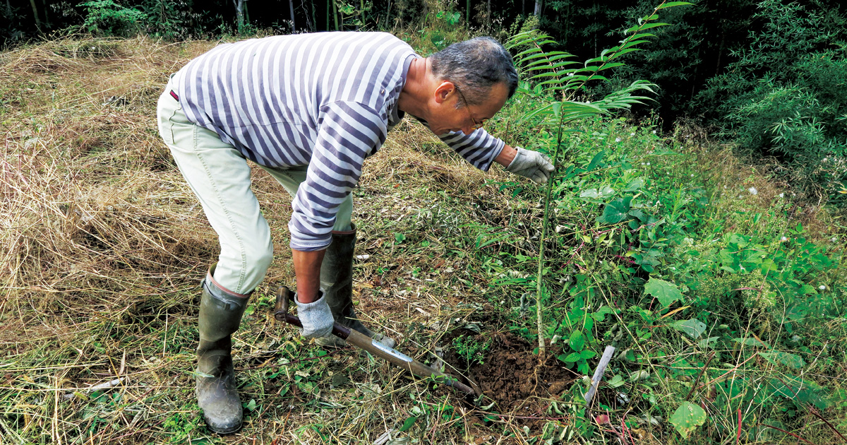 今森光彦さん、農家になる。カラスザンショウの木