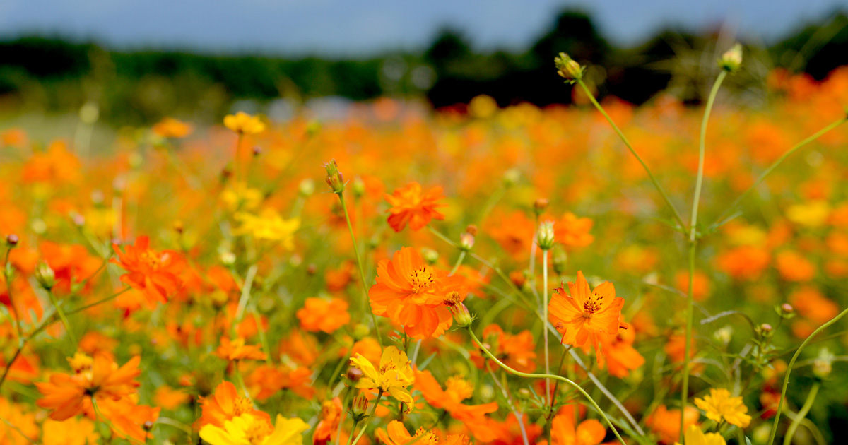 大人検定365 キバナコスモスは、ピンクや白のコスモスの色違い。マルか
