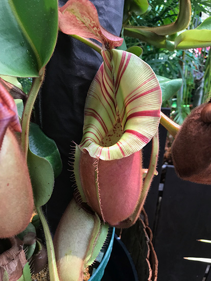 ゲゲゲの食虫植物展」鬼太郎と食虫植物のコラボは怪しくも愛しい！