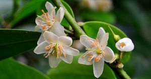 大人検定365　家庭の神棚に供えられている緑の葉は何というでしょうか？