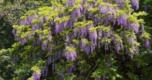 大人検定365 ヤマフジのつるは右巻き？ それとも左巻き？