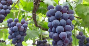 大人検定365　スーパーで買ってきたブドウを発酵させるとワインになる!?