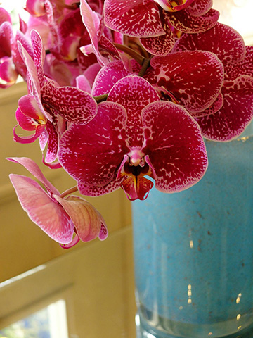 ちょっと珍しい胡蝶蘭のアレンジは、お孫さんからの古希のお祝いです