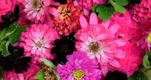 真っ黒、八重咲き……こんなコスモス、見たことありますか？　