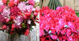 鮮烈な赤からワイン色まで「赤いスイートピー」には様々な品種があるのです