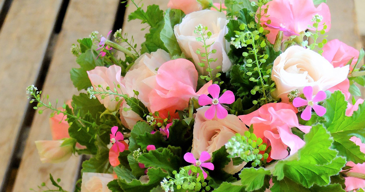 実は世界中に300種以上も!? 「シレネ」の珍品種をアクセントに使った