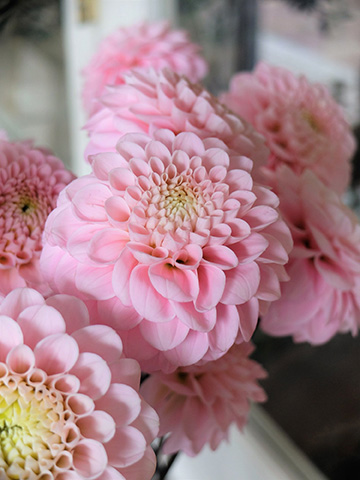 ピンクのダリア「オズの魔法使い」で心からの気持ちを表現 | 家庭画報