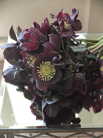 黒く、大きく、美しいクリスマスローズ「ブラックパール」を使った