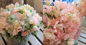 “めぐみ”という花名のスイートピーは出産祝いにぴったり。ふんわり優しいアレンジで