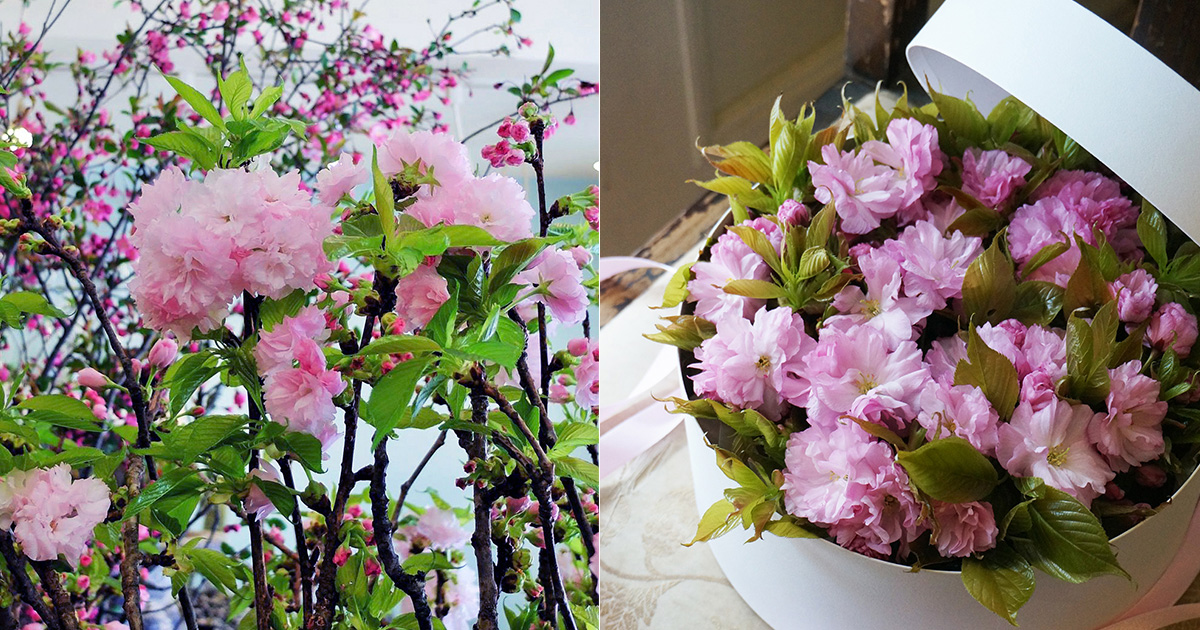 サクラの木がなくても、どこでも手軽にお花見ができる「桜箱」