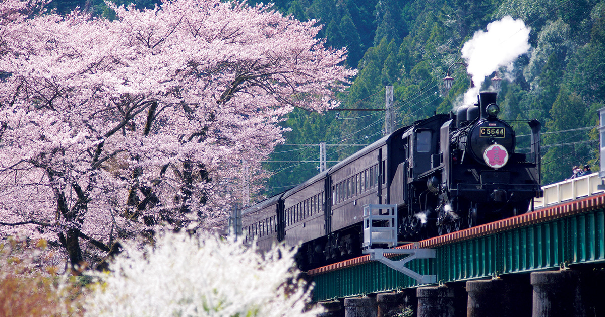 桜並木を駆け抜けるSLの響き【残したい日本の音風景・4月】文／細野晴臣