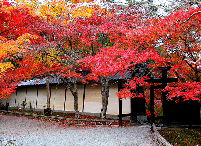 風景画「紅葉の常寂光寺Ⅱ」油彩画 F10 京都・嵯峨野 張りキャンバス・額なし 風景画「紅葉の常寂光寺Ⅱ」油彩画 F10 京都・嵯峨野 張り