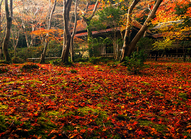 一生で一度は見ておきたい、京都・嵯峨野の紅葉名所 | 家庭画報