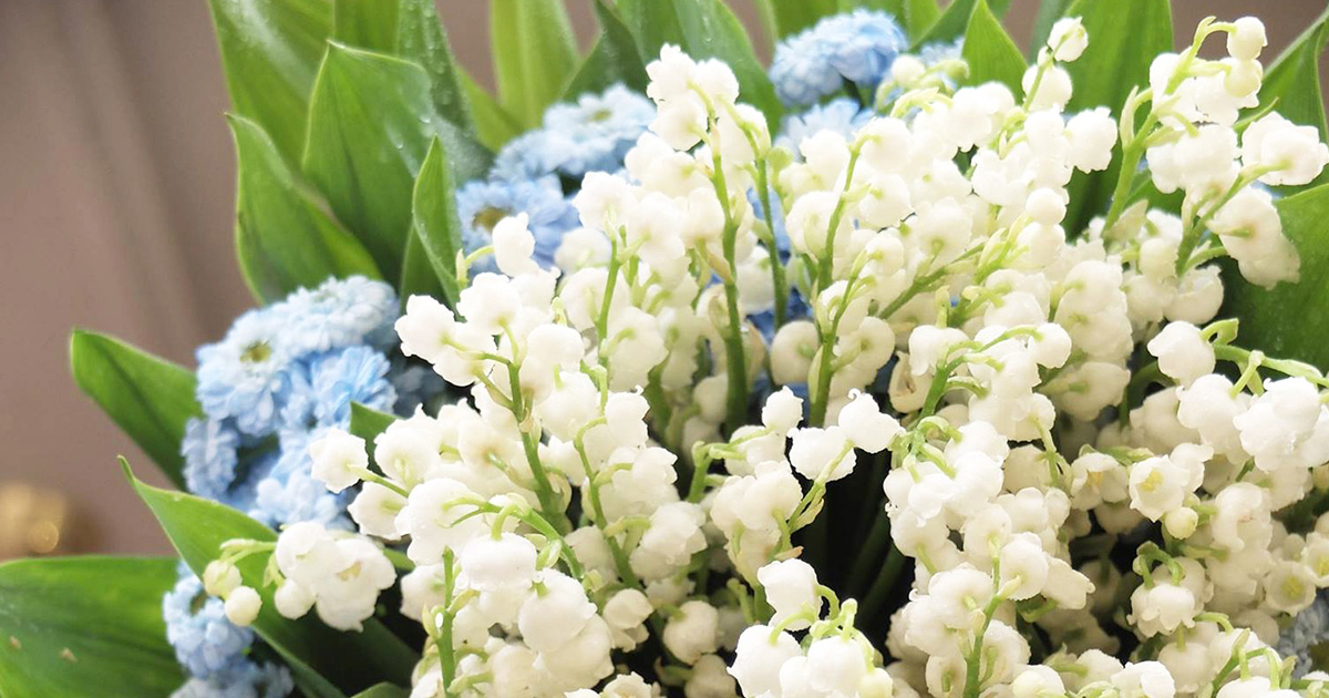 スズランとマトリカリア、かわいらしい組み合わせのブーケを水色が