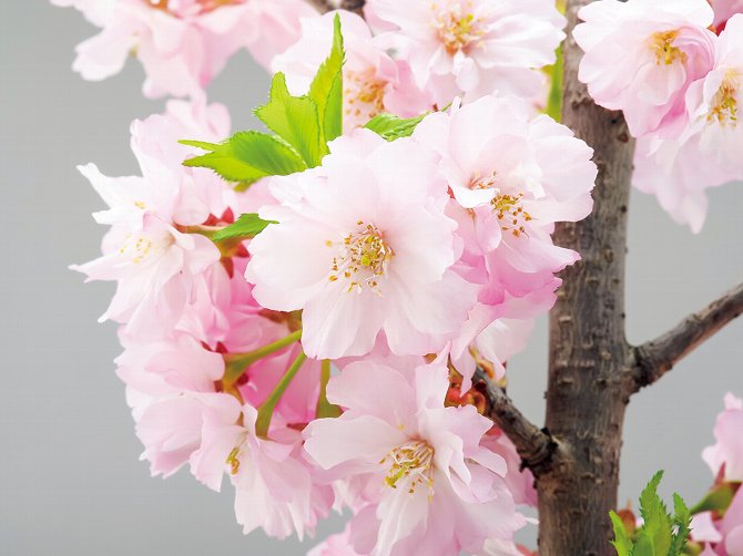 【冬桜さま 専用】3点おまとめ 8214bb2c800c736575bd71dc7cd13c