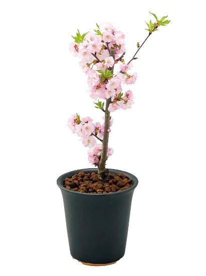 おうちでお花見」早咲き＆遅咲きの桜をお届けします