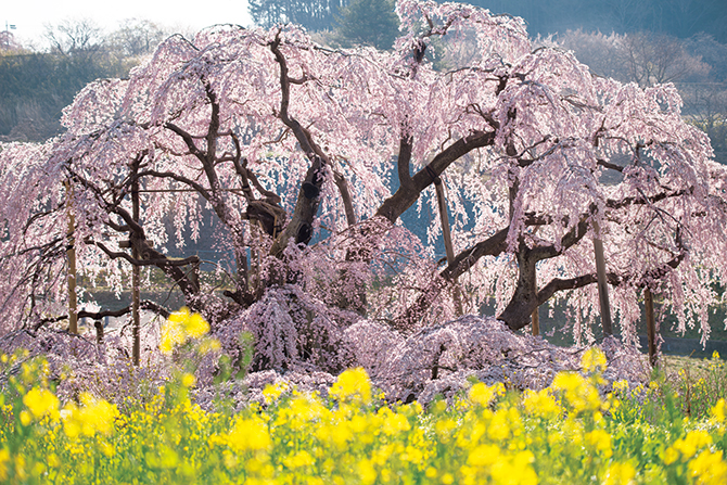 復興への祈りを込めて。東北の桜街道を行く【福島・三春町】