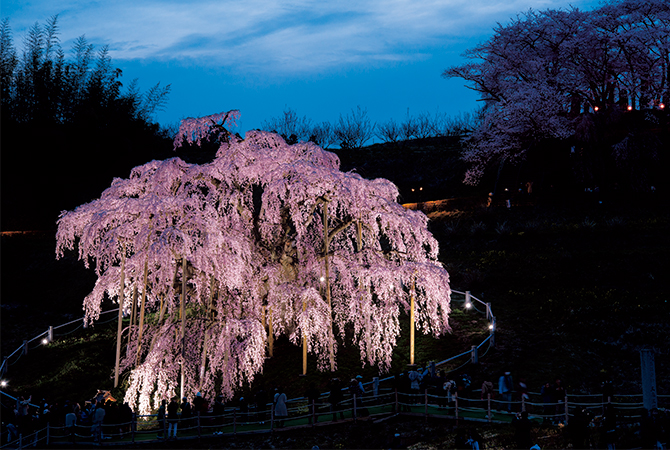 復興への祈りを込めて。東北の桜街道を行く【福島・三春町】