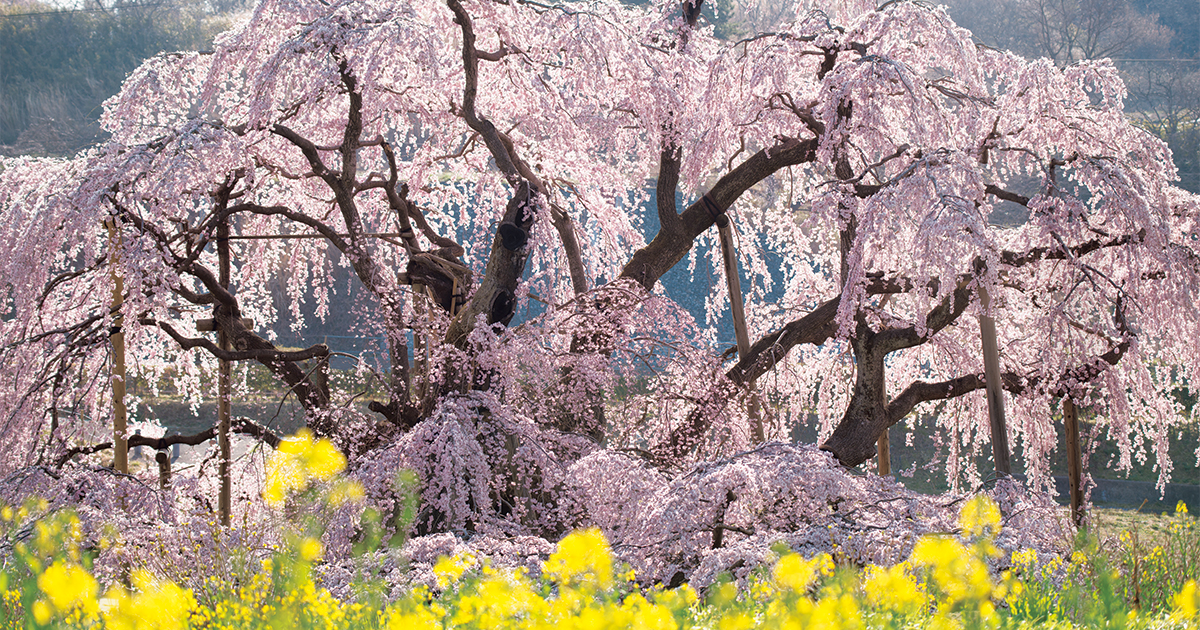 なんと‼️今だけ特別価格【期間限定商品　貴重品】日本三代桜 三春滝桜 福島県 復興への祈りを込めて。東北の桜街道を行く【福島・三春町】