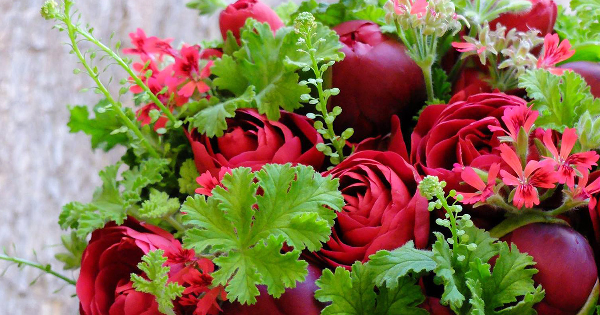 まるでリンゴのようなシャクヤクの蕾！深紅とグリーンのシンプルな贈り花