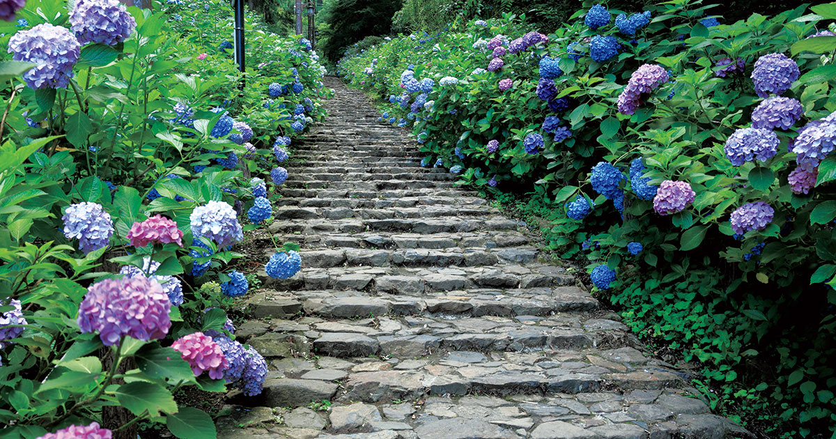 雨花ページ あじさいに降り注ぐ雨音と、ときどき雨蛙【残したい日本の音風景・6月