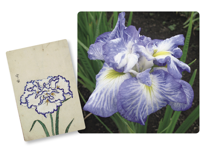 江戸の日本は世界的な園芸大国！ 独自に発展した「菖蒲（しょうぶ