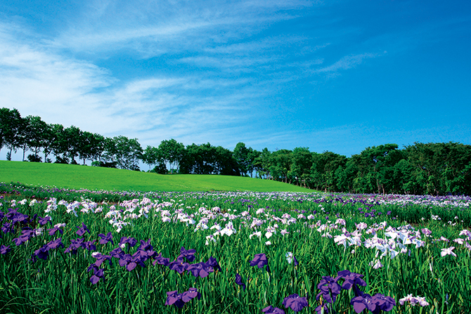 北の大地に広がる「花菖蒲」一面のカーペット【北海道・札幌市】