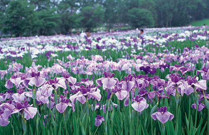 北の大地に広がる「花菖蒲」一面のカーペット【北海道・札幌市】