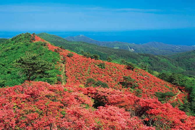 ご自宅で楽しむ花絶景【宮城県】山を覆う、燃えるような赤のツツジ