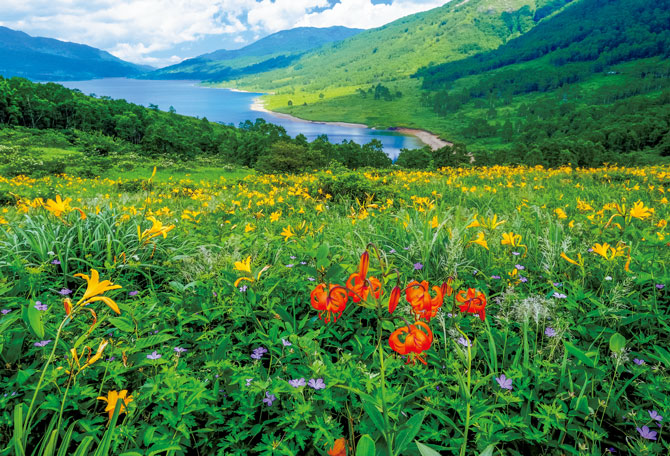ご自宅で楽しむ花絶景【群馬県】1日ごとに花開く姿が可憐なキスゲ