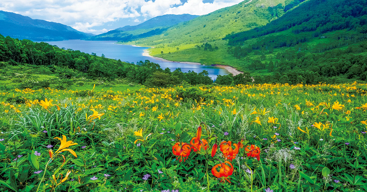 ご自宅で楽しむ花絶景【群馬県】1日ごとに花開く姿が可憐なキスゲ