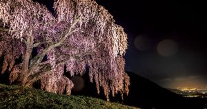 暗闇に浮かび上がる妖艶な姿が圧巻。山梨県・乙ヶ妻（おっかづま）の一本桜