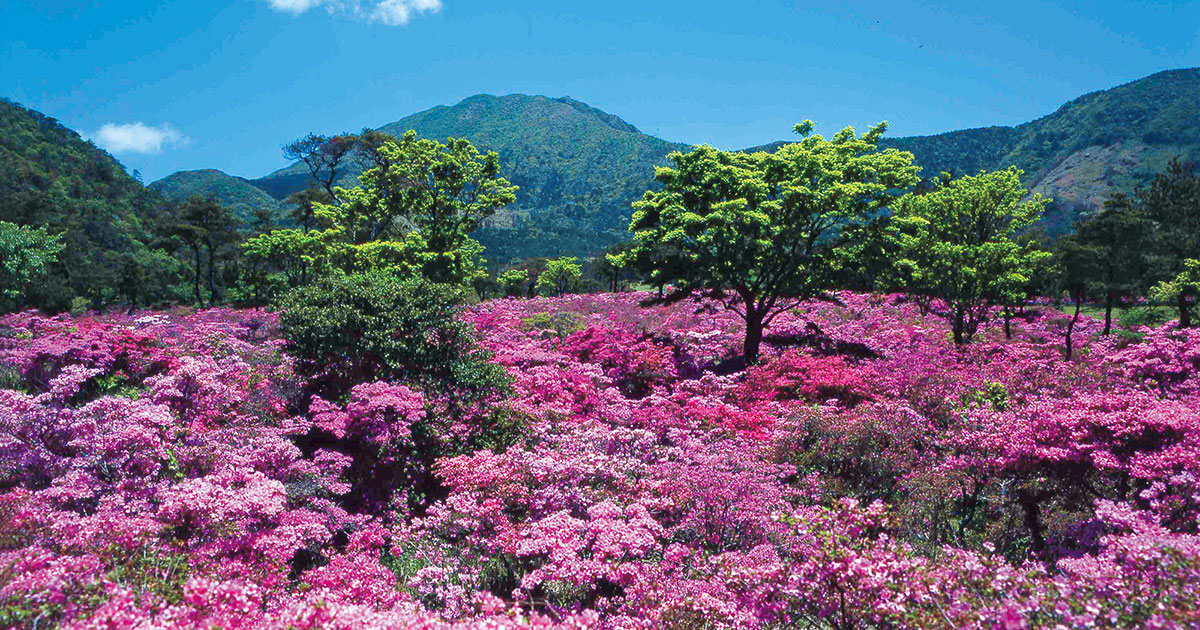 ふるさとの絶景【長崎県】雲仙の山々に咲き誇るミヤマキリシマ