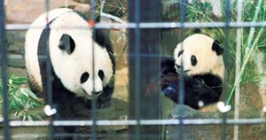 昭和の愛すべきシンボル。日中友好の親善大使 、パンダのランラン・カンカン