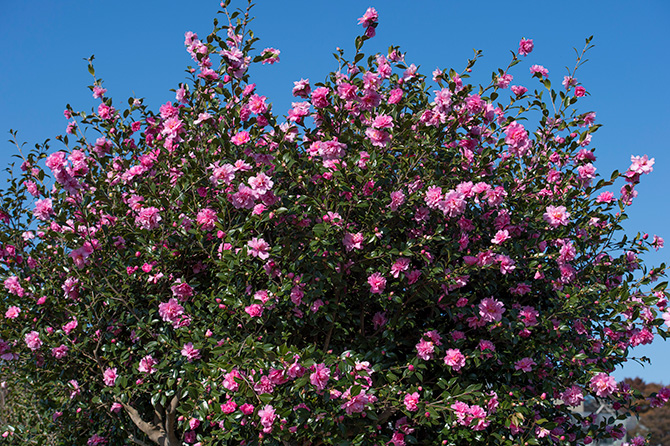 サザンカ　山茶花　盆栽　13号　特大❗ 知られざる花の名所。大学キャンパスにあるサザンカの並木路を歩こう