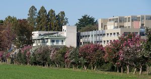 知られざる花の名所。大学キャンパスにあるサザンカの並木路を歩こう