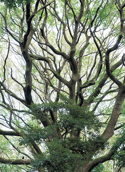 日本画家と樹木学者の目で見る明治神宮の森。「永遠の杜」の美の方程式