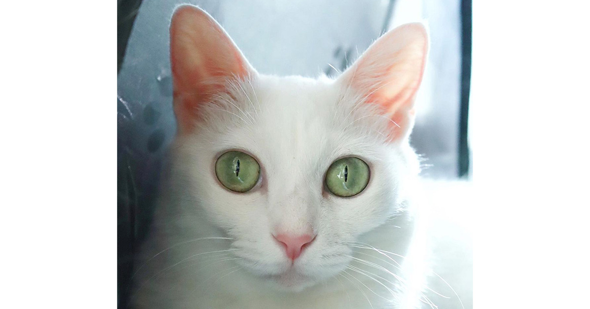 ペリドットグリーンの美しいワニ目〔#家庭画報ウチもふ365〕